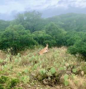 Wolf Creek Ranch deer