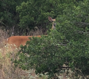 Wolf Creek Ranch deer